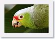 LaPaz - 027 * Red-lored Parrot * Red-lored Parrot